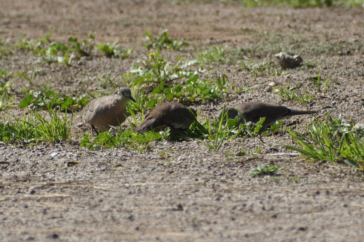 Picui Ground Dove - Gabriela Cartes