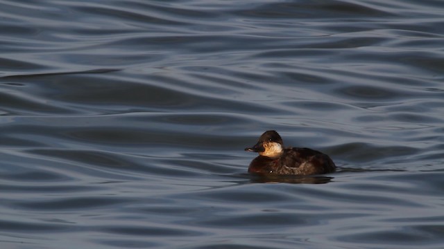 Ruddy Duck - ML487463