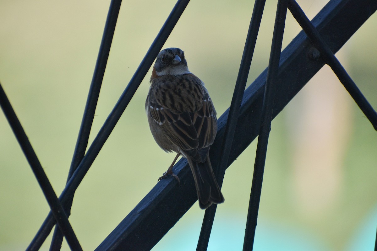 Rufous-collared Sparrow - Gabriela Cartes