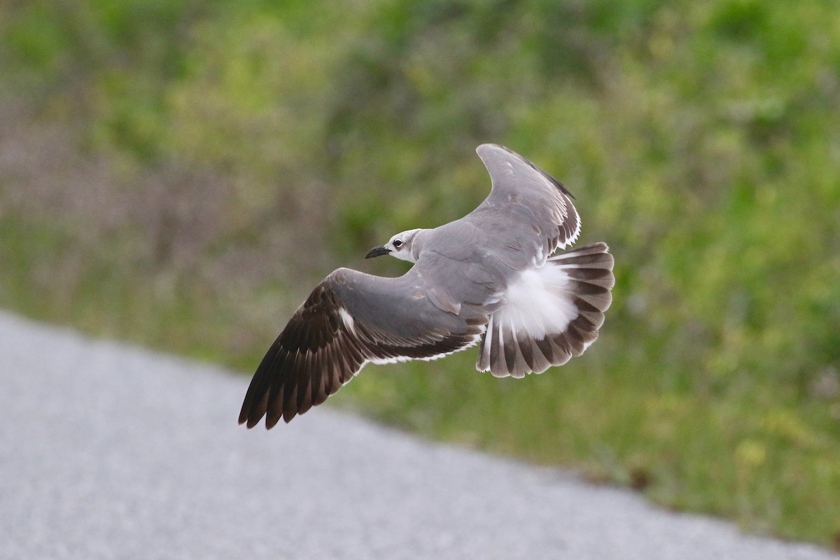 Laughing Gull - Mark Stephenson