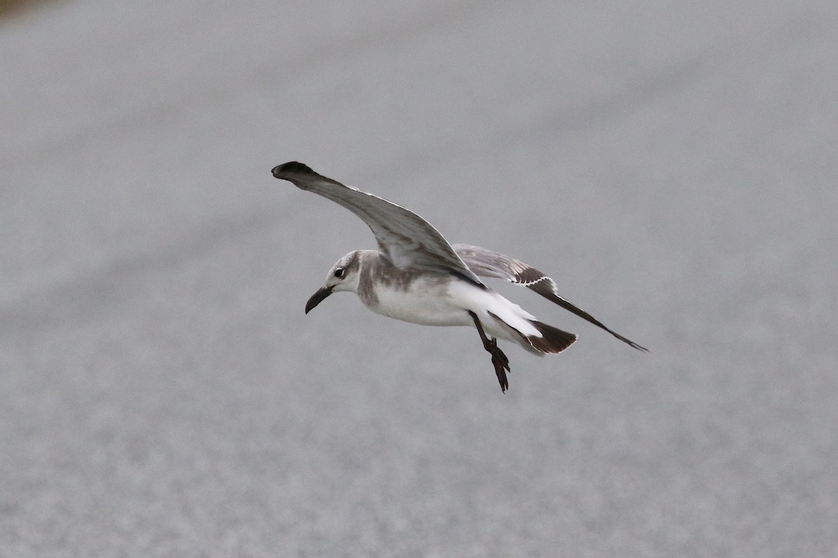 Mouette atricille - ML48746371