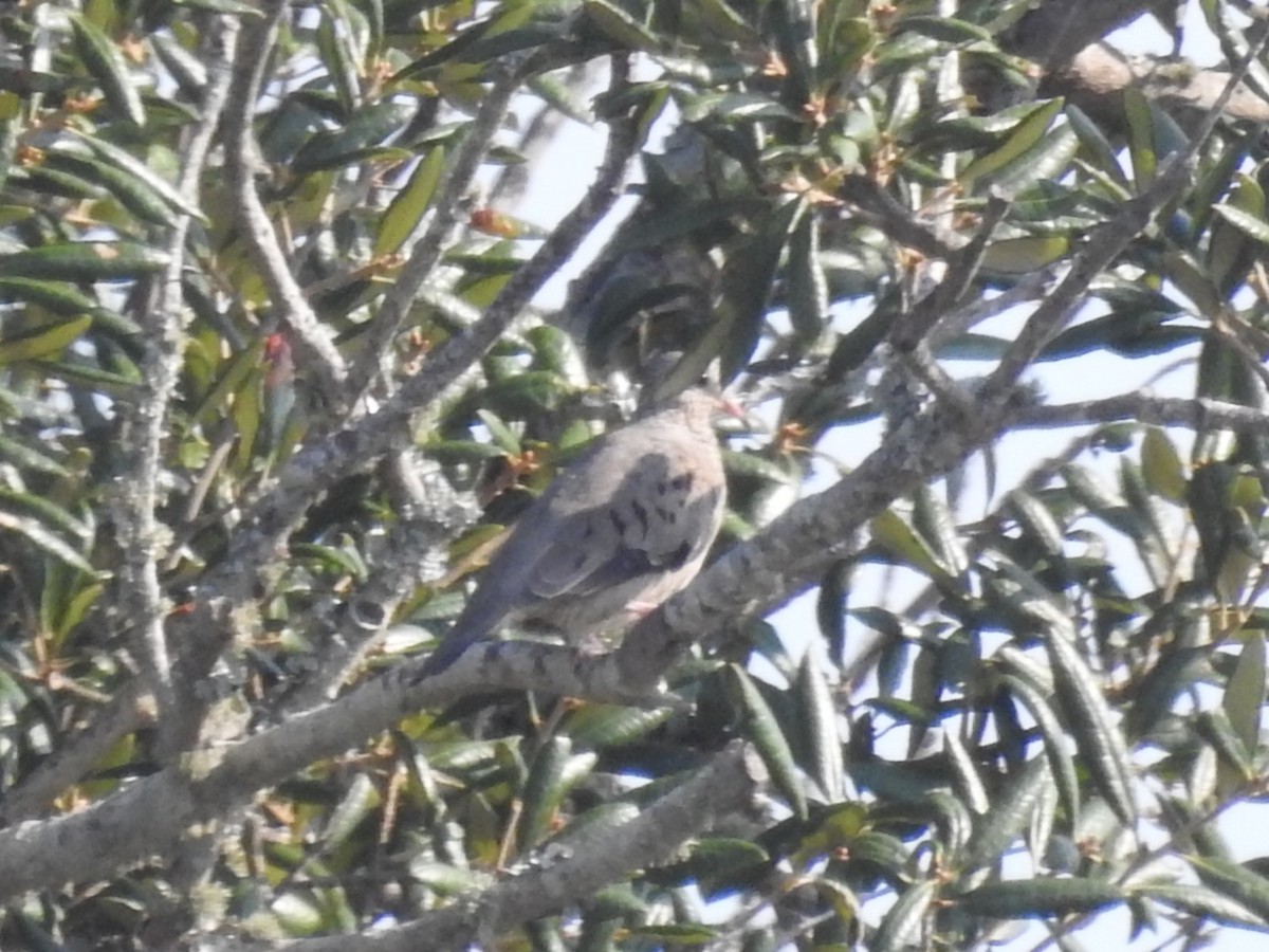 Common Ground Dove - ML487464391