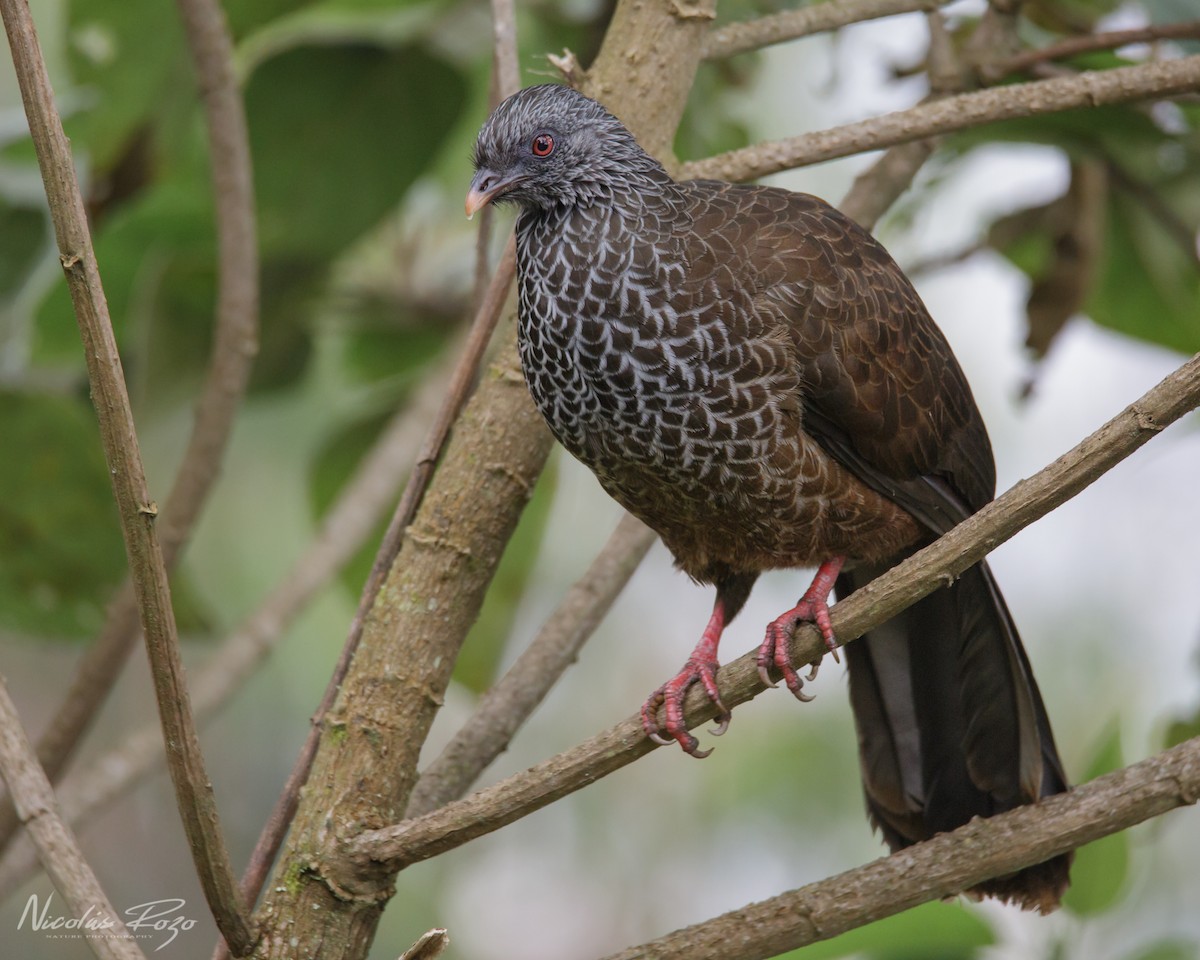 Andean Guan - Nicolás Rozo