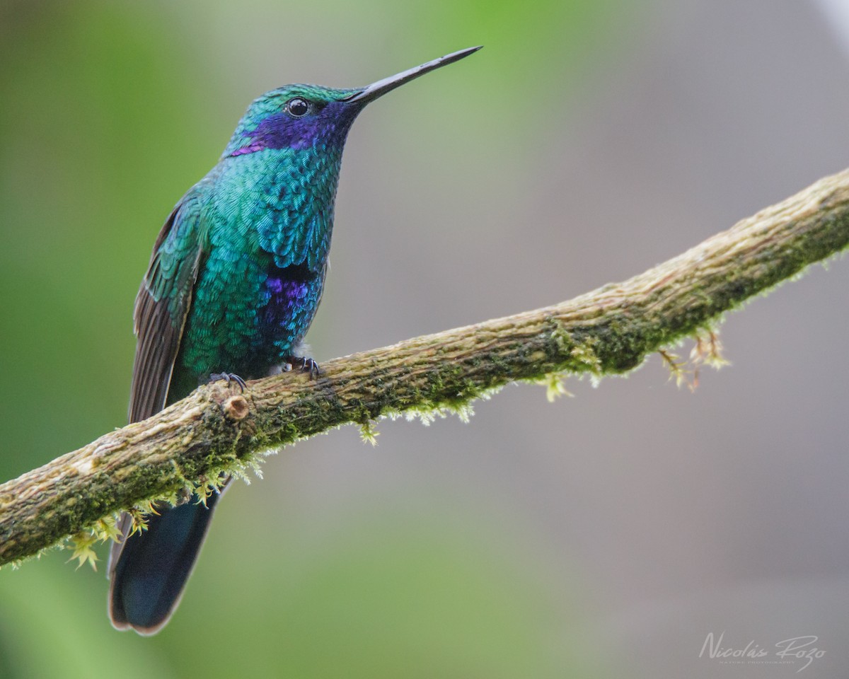 Sparkling Violetear - Nicolás Rozo