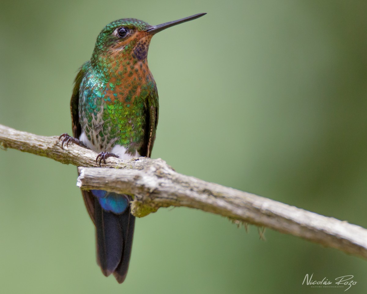 Glowing Puffleg - ML487465081