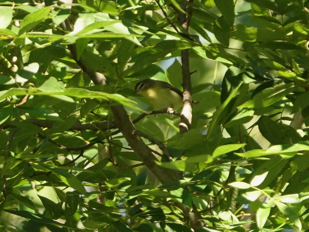 Philadelphia Vireo - ML487465161