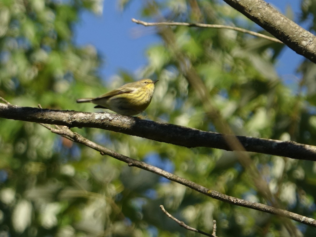 Cape May Warbler - ML487465241