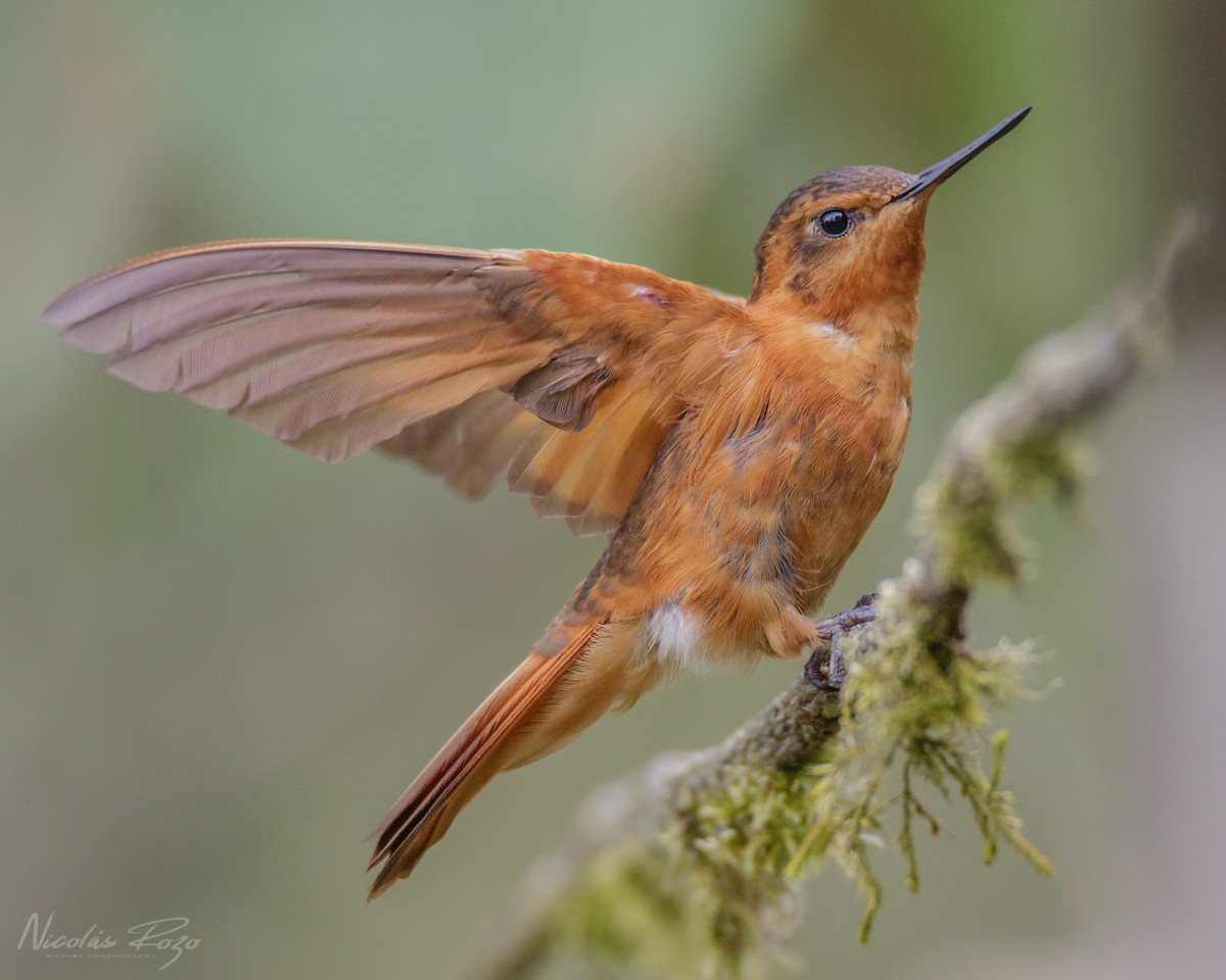 kolibřík duhovohřbetý - ML487465321