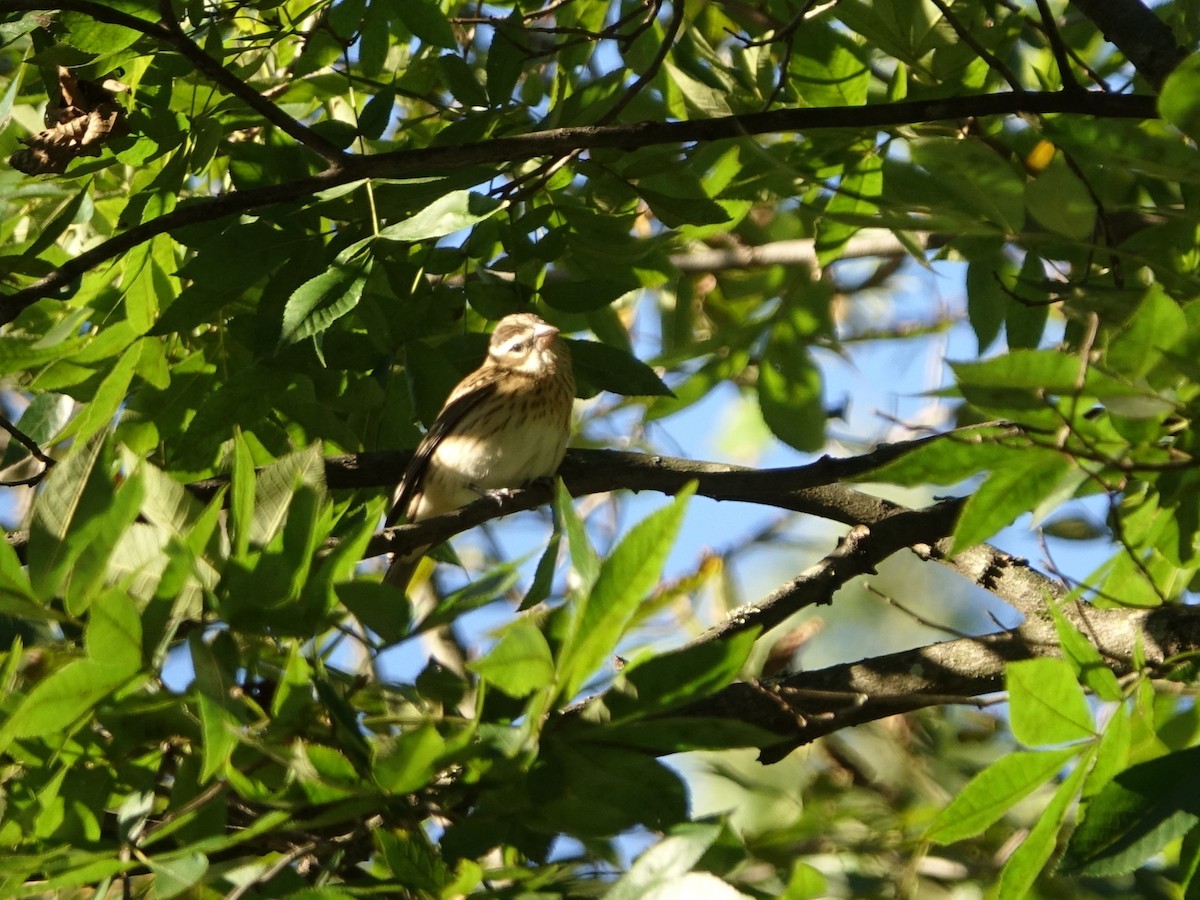 Rose-breasted Grosbeak - ML487465341