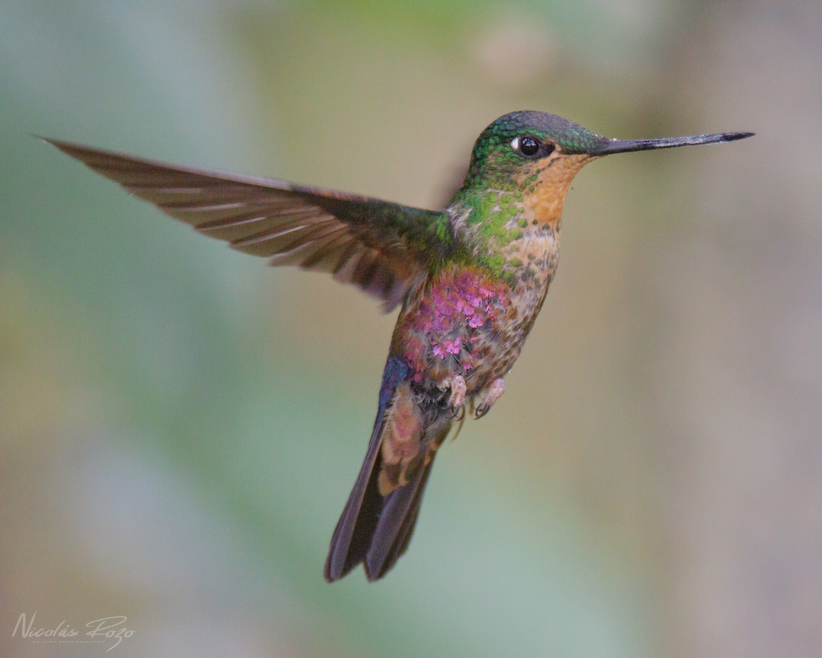 Blue-throated Starfrontlet - Nicolás Rozo