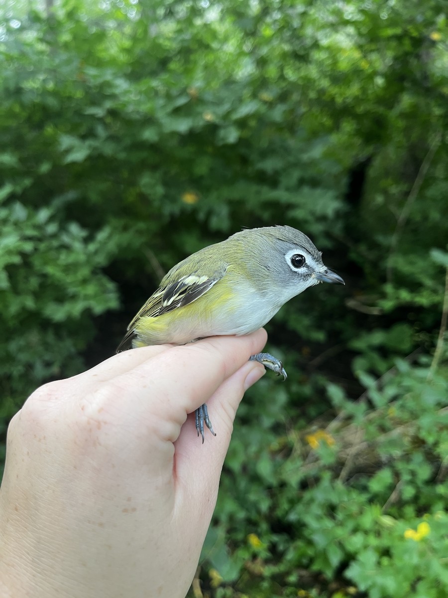 Blue-headed Vireo - ML487465591