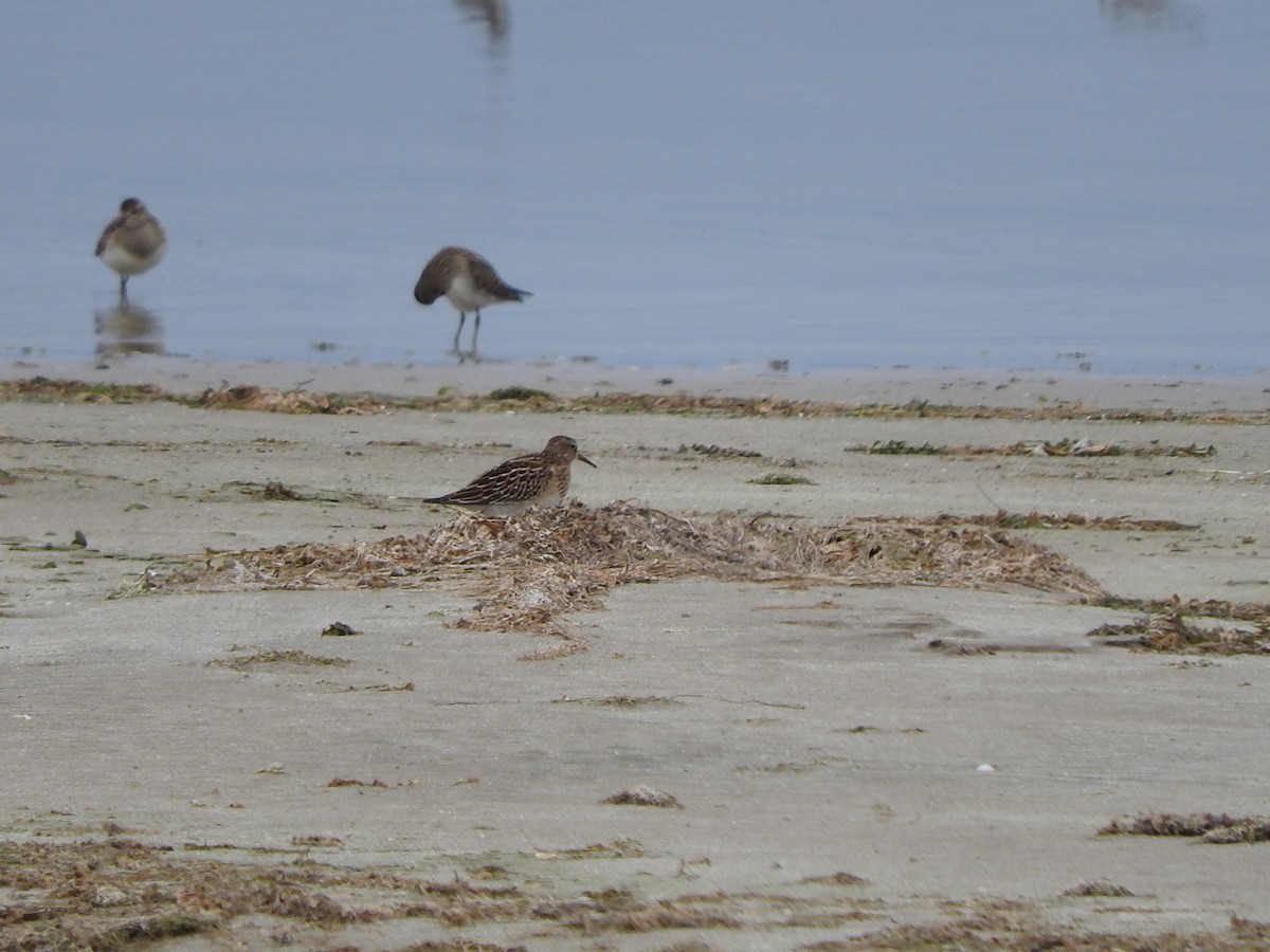 Pectoral Sandpiper - ML487465611