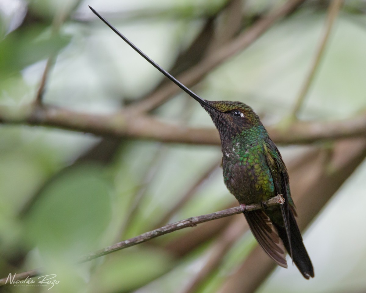 Sword-billed Hummingbird - Nicolás Rozo