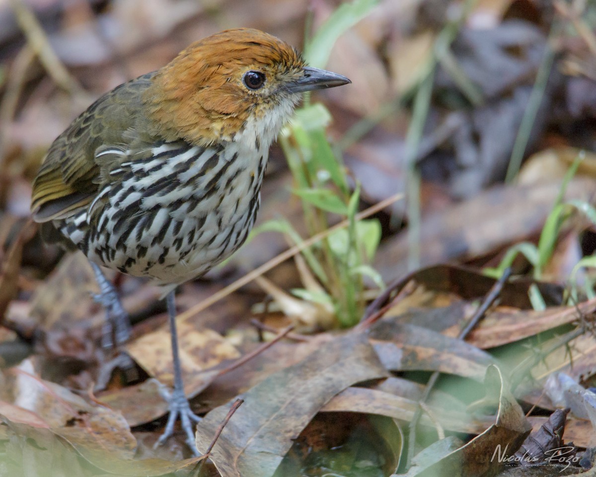 Chestnut-crowned Antpitta - Nicolás Rozo