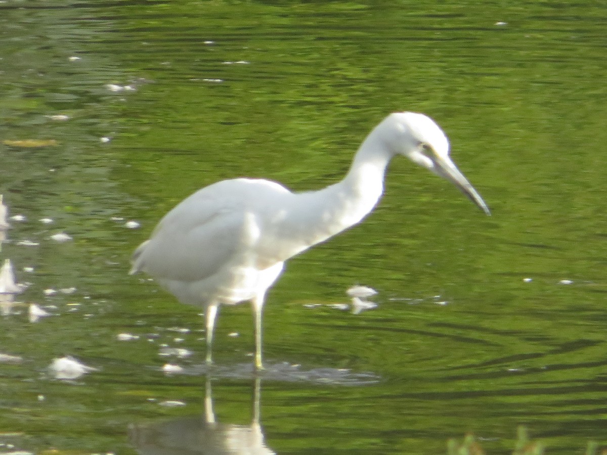 Little Blue Heron - ML487465811