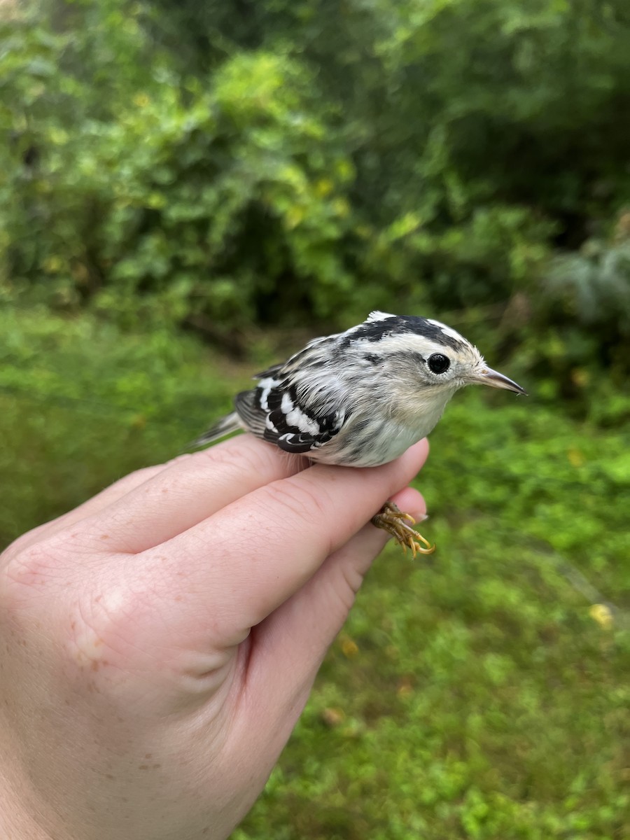 Black-and-white Warbler - ML487465821