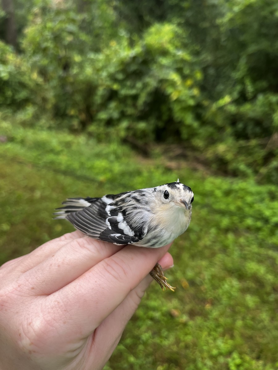 Black-and-white Warbler - ML487465831