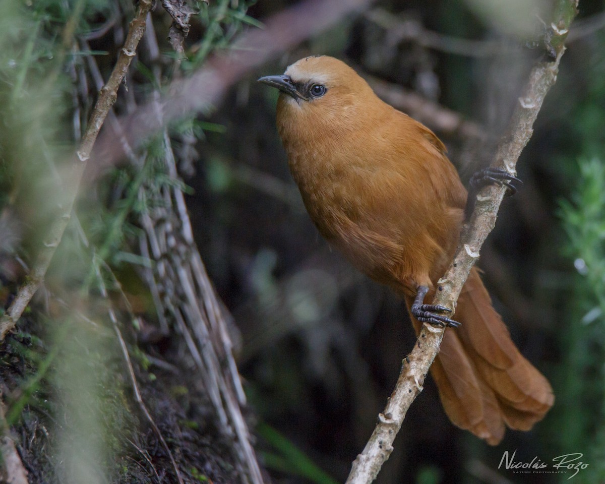 Rufous Wren - Nicolás Rozo