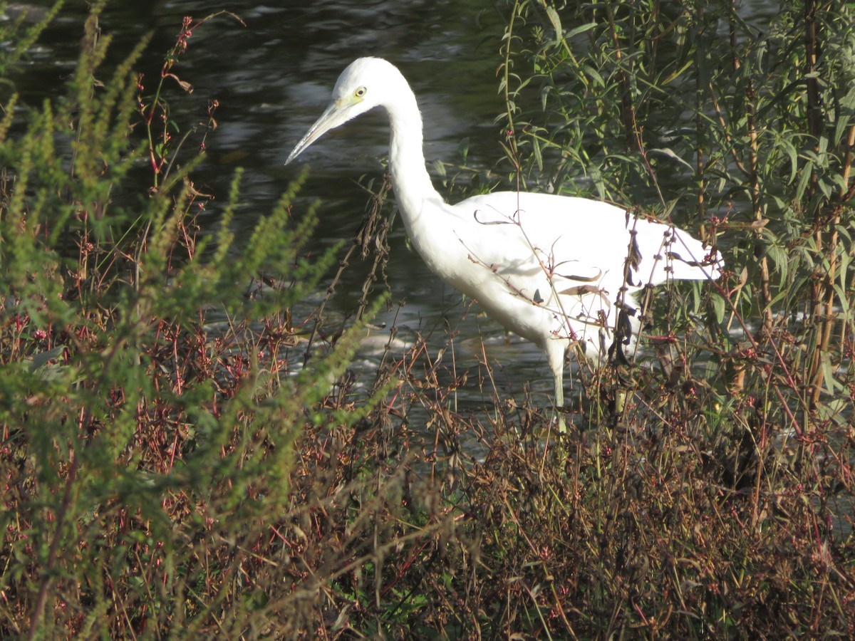 Little Blue Heron - ML487465931