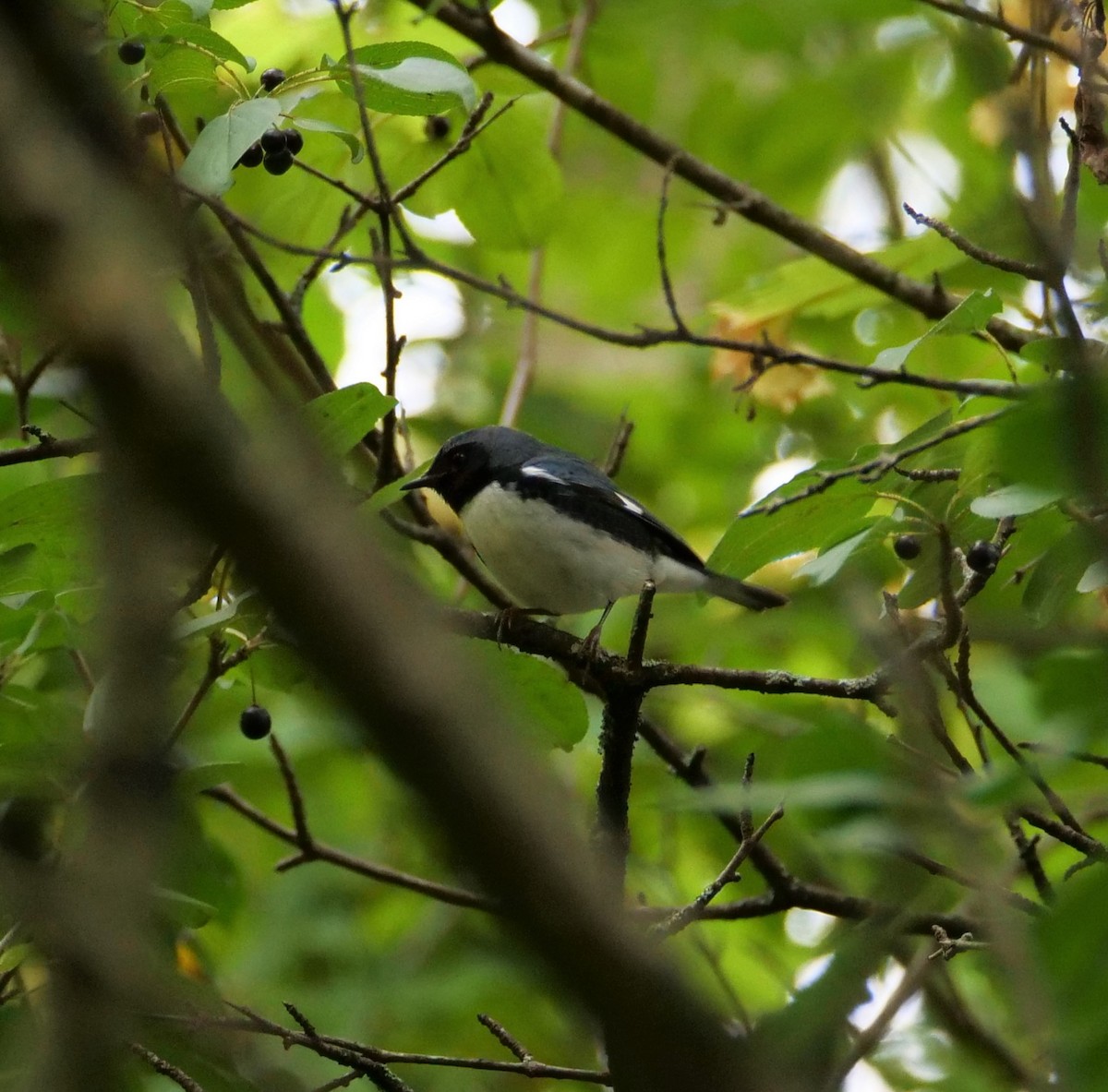 Black-throated Blue Warbler - Sarah & Nick