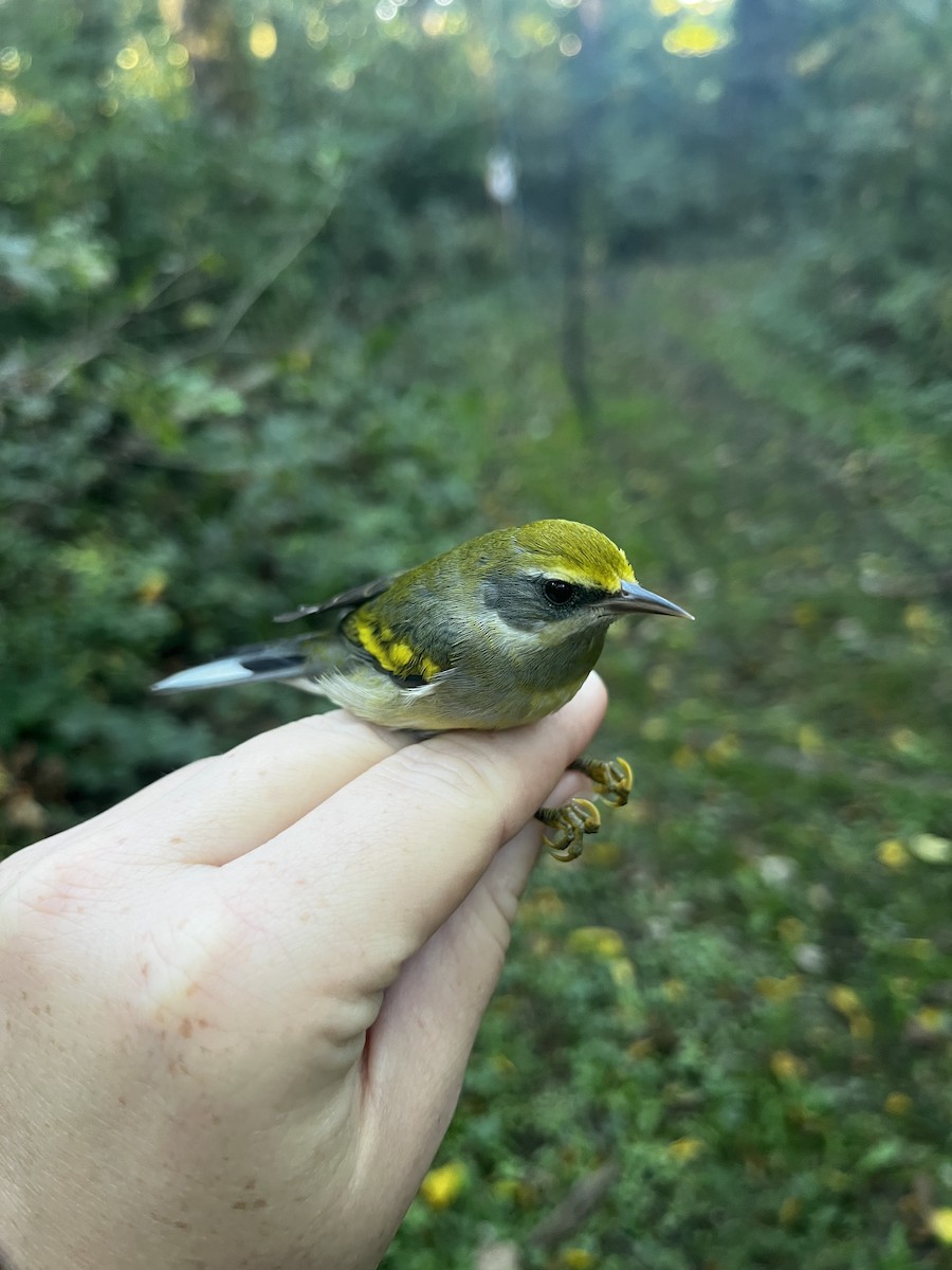 Golden-winged Warbler - ML487467041