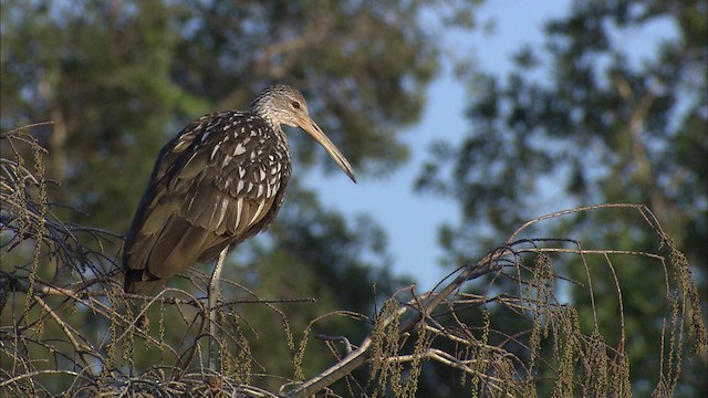 Limpkin (Speckled) - ML487468