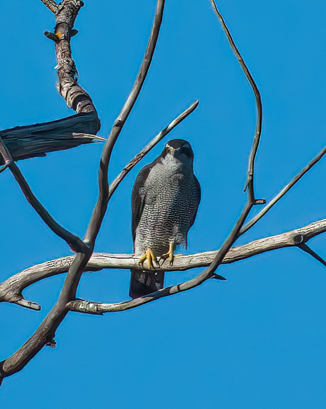 American Goshawk - ML487468481