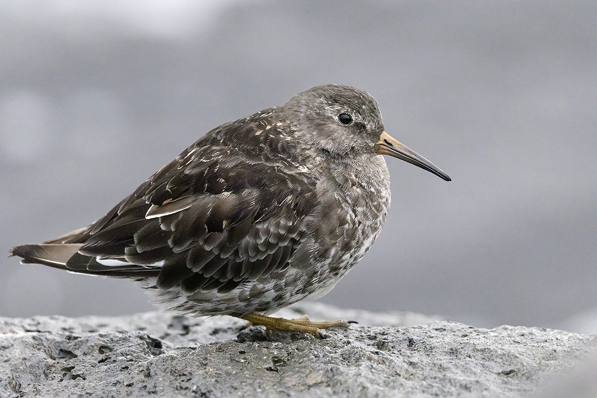 Purple Sandpiper - ML487468621