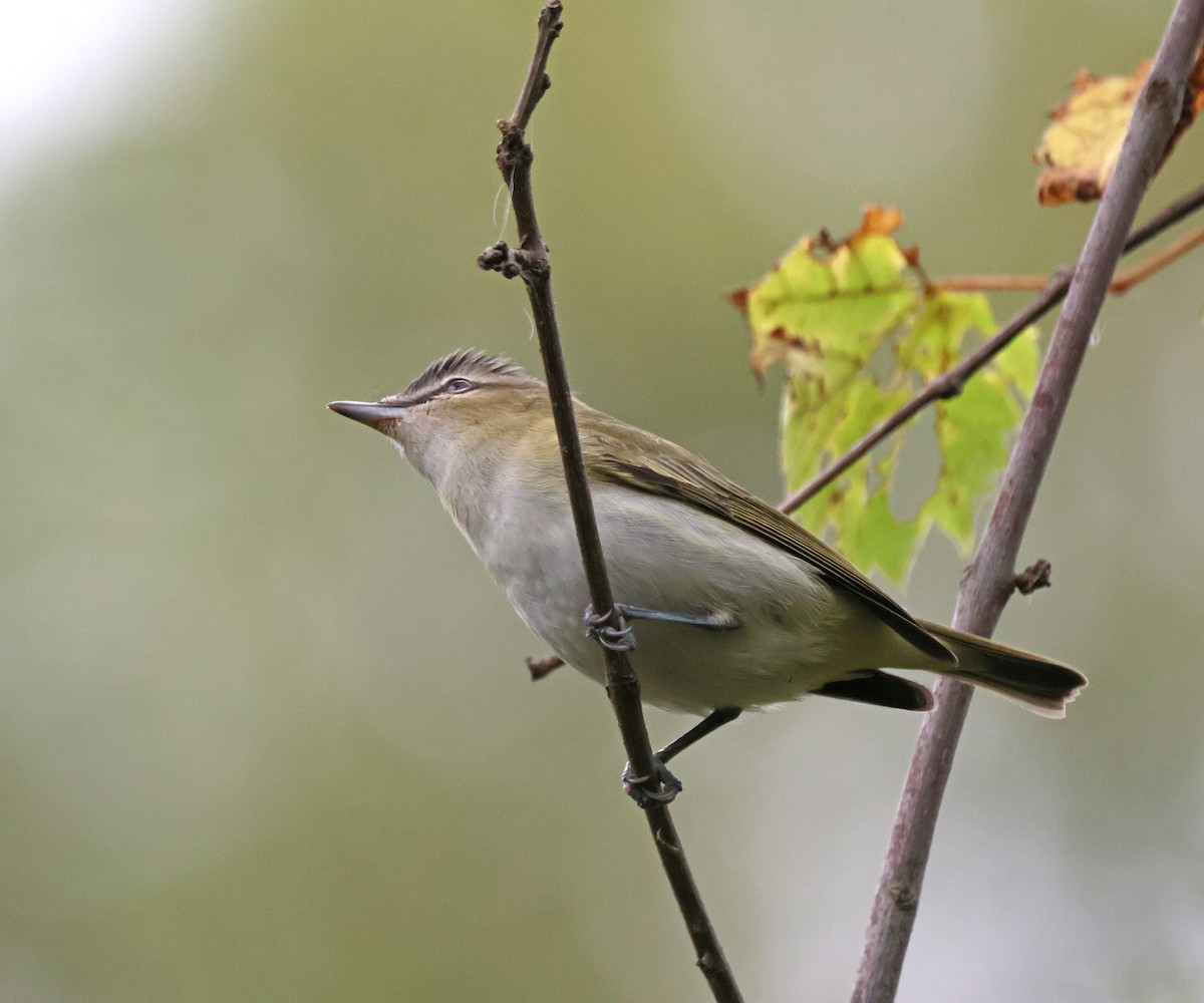 Red-eyed Vireo - ML487468801