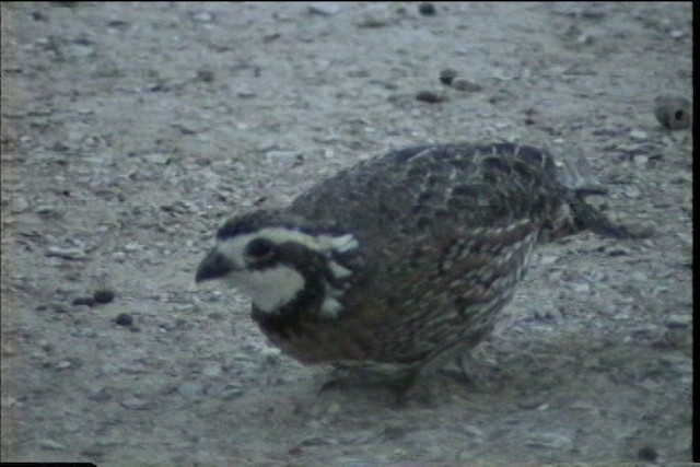 Northern Bobwhite (Eastern) - ML487469