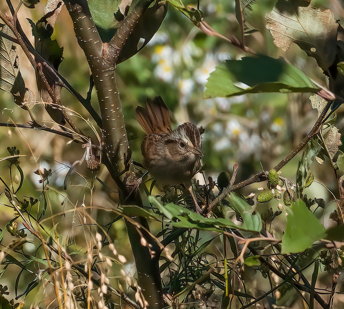 Swamp Sparrow - David Sedgeley