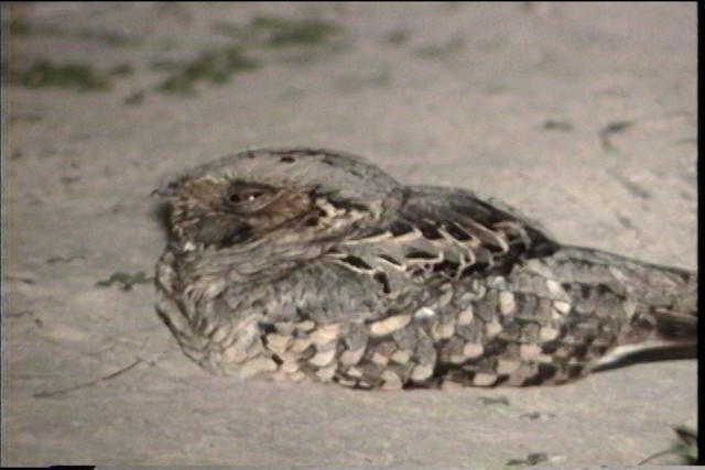 Common Pauraque - ML487470