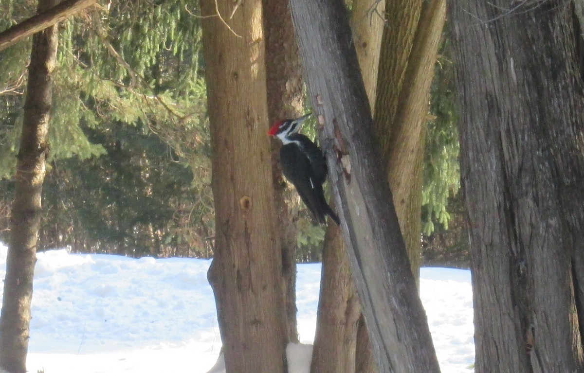 Pileated Woodpecker - ML48747061