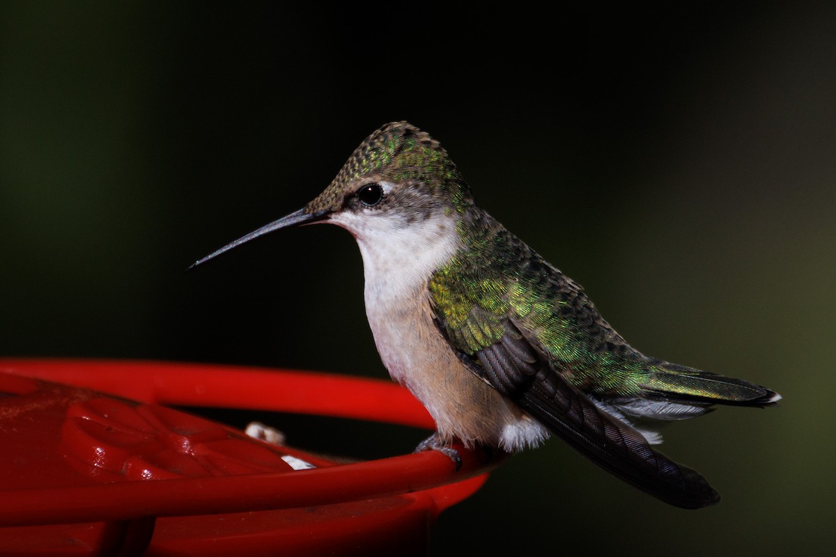 Ruby-throated Hummingbird - ML487470781