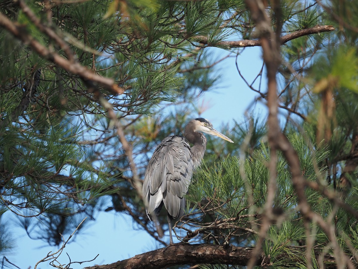 Great Blue Heron - ML487470801