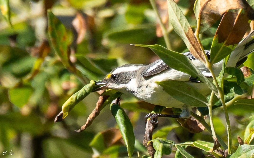 Black-throated Gray Warbler - ML487470811