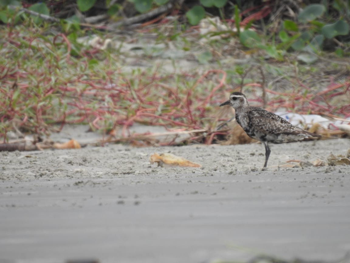 American Golden-Plover - ML487470871