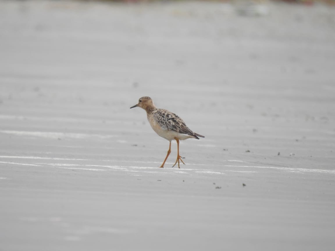 Buff-breasted Sandpiper - ML487471001