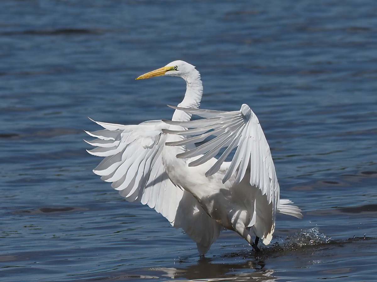 Great Egret - ML487471011