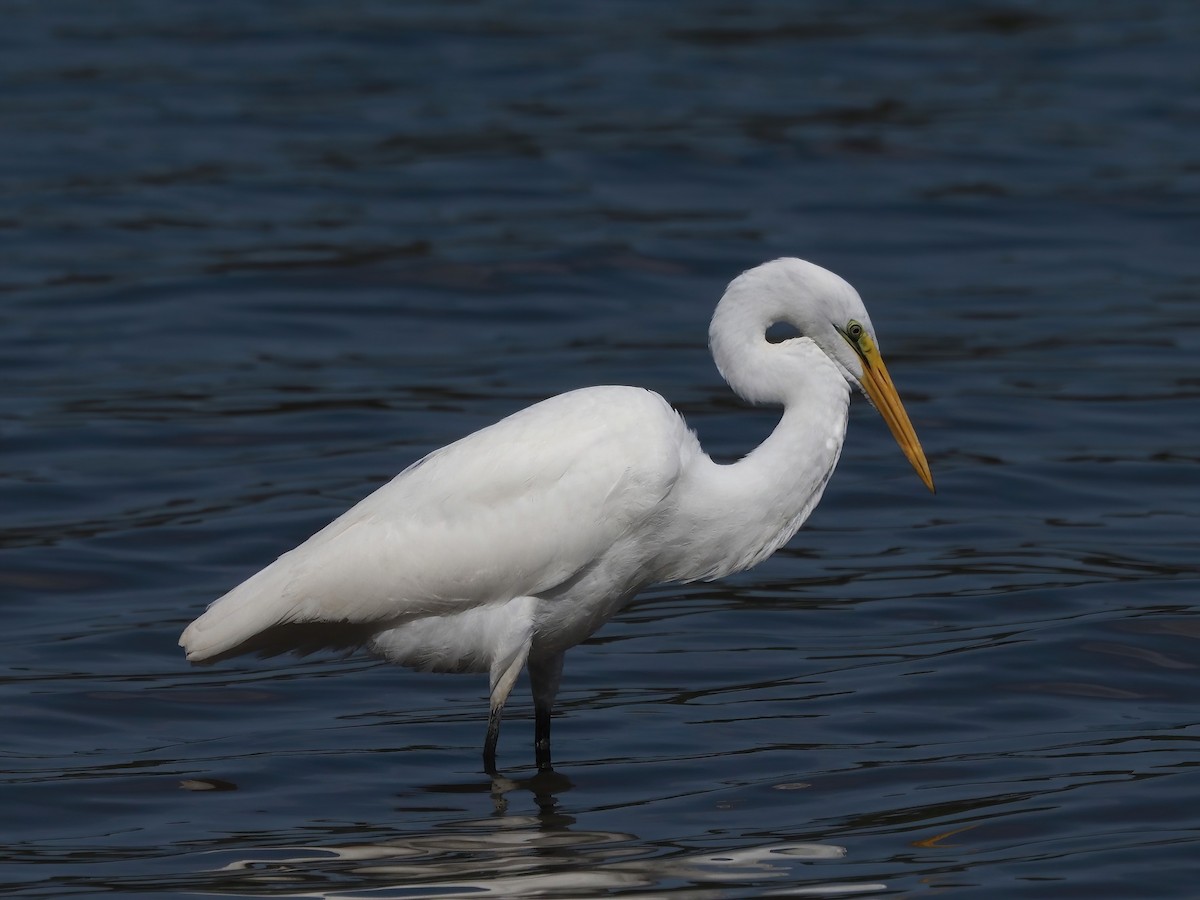 Great Egret - ML487471021