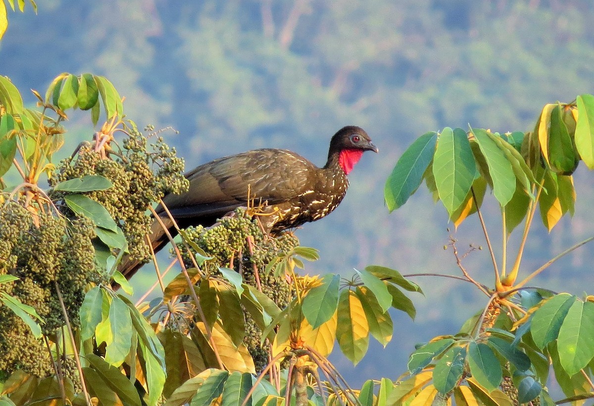 Crested Guan - ML48747121