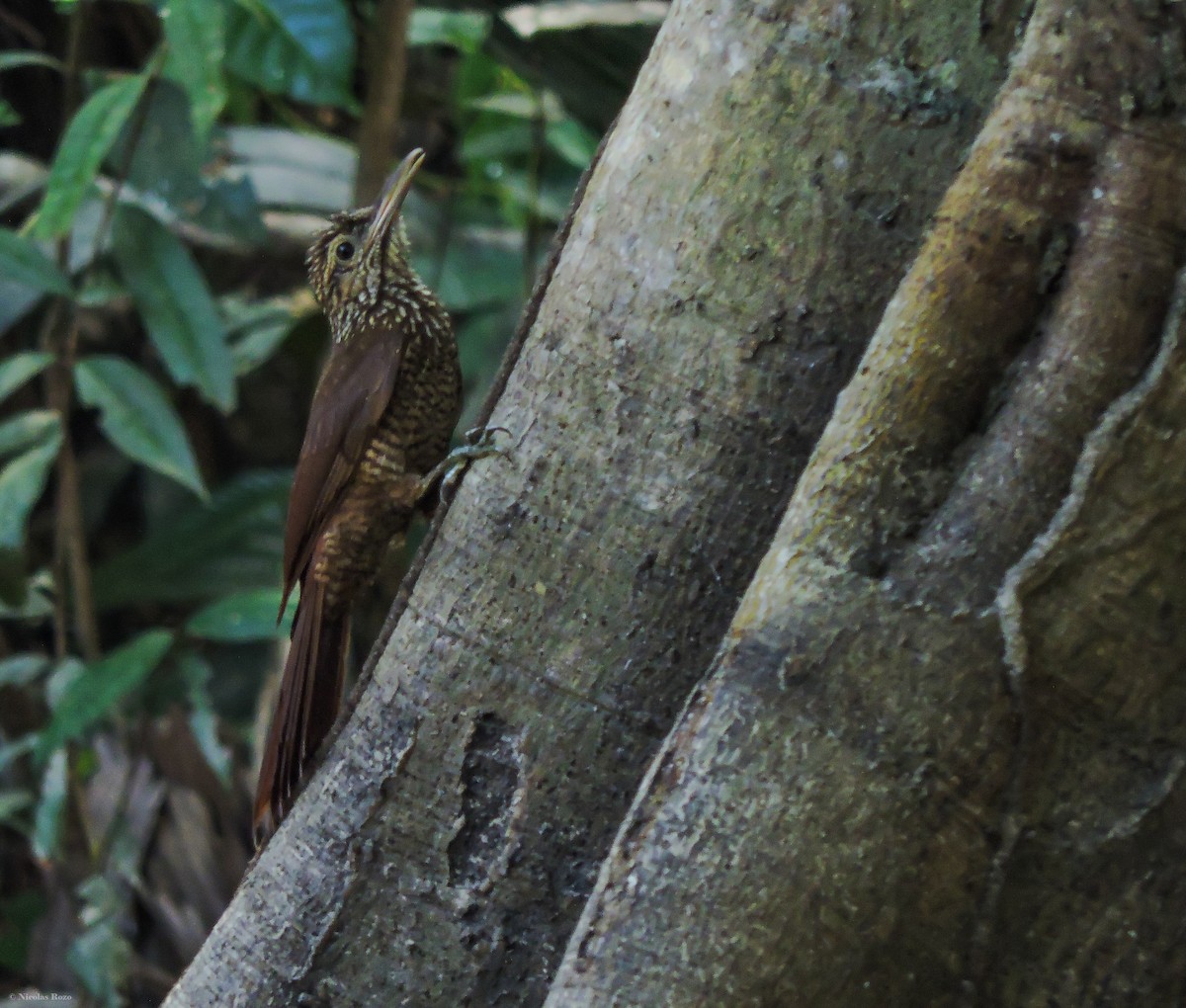 Black-banded Woodcreeper - ML487471351