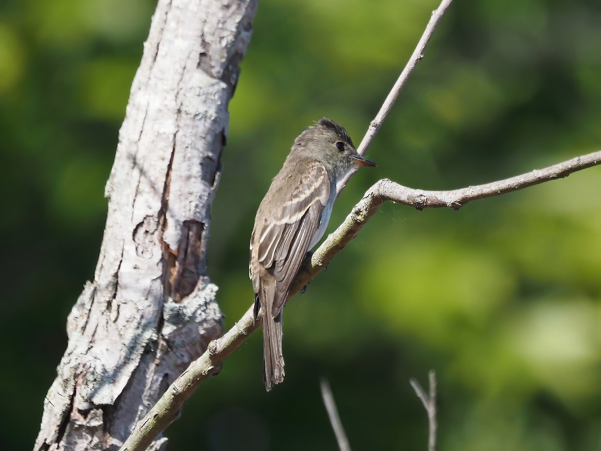 Eastern Wood-Pewee - ML487471381