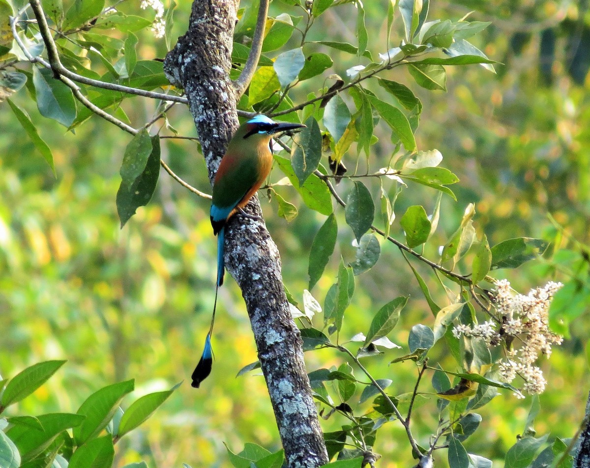 Turquoise-browed Motmot - ML48747191