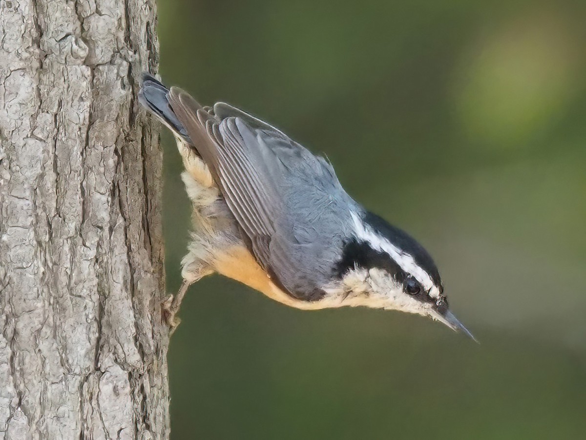 Red-breasted Nuthatch - ML487471961