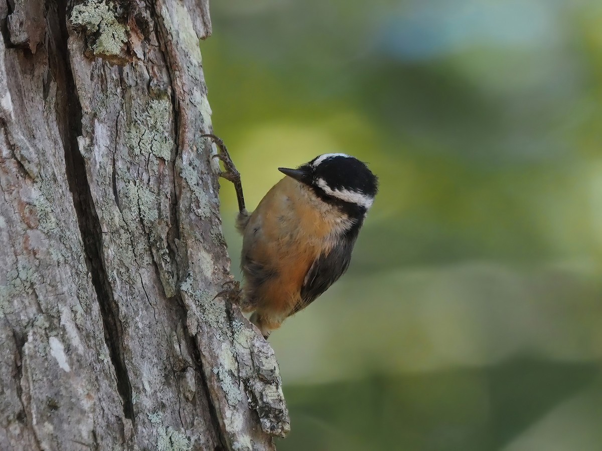 Red-breasted Nuthatch - ML487471971