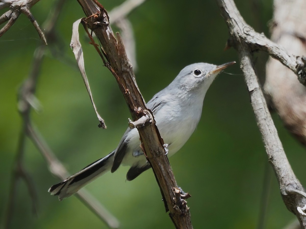 Blue-gray Gnatcatcher - ML487472101