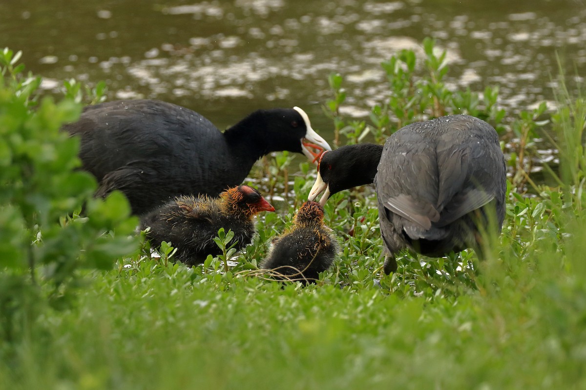 Hawaiian Coot - ML48747211