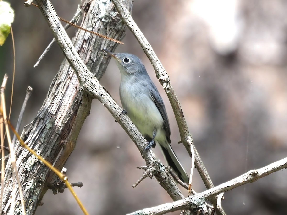 Blue-gray Gnatcatcher - ML487472111