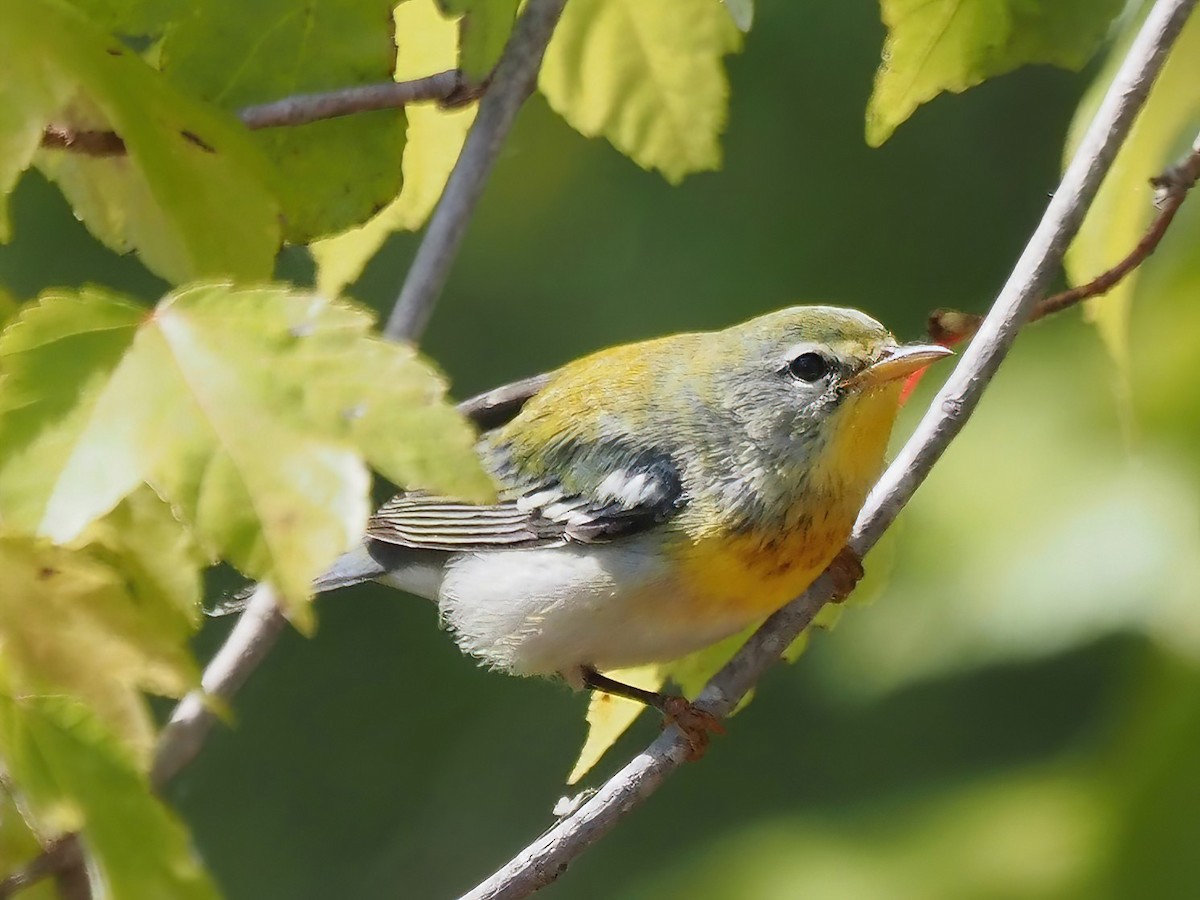 Northern Parula - ML487472801